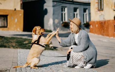 ¿Cómo viajar a España con mascotas?